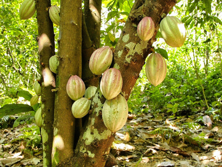 árbol cacao cadmio