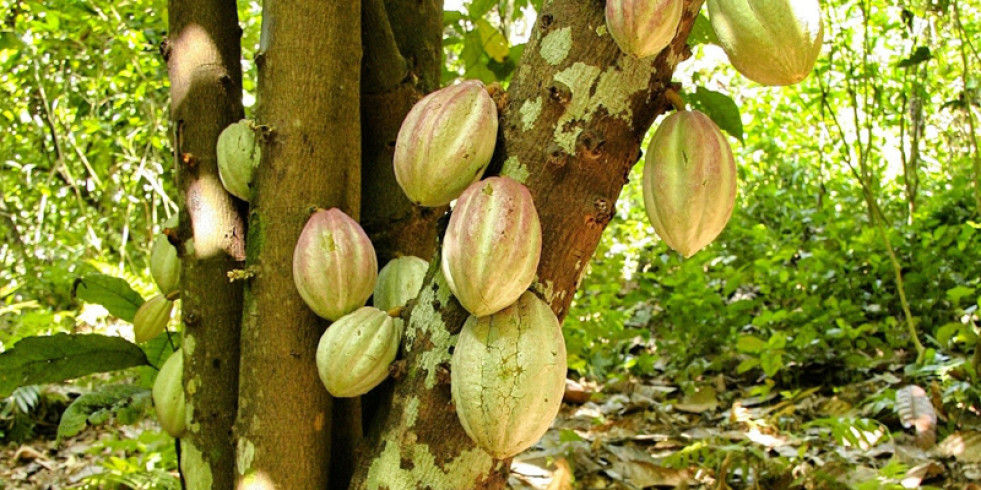Españoles participan en el desarrollo de un bioproceso que reduce el cadmio en los cultivos de cacao