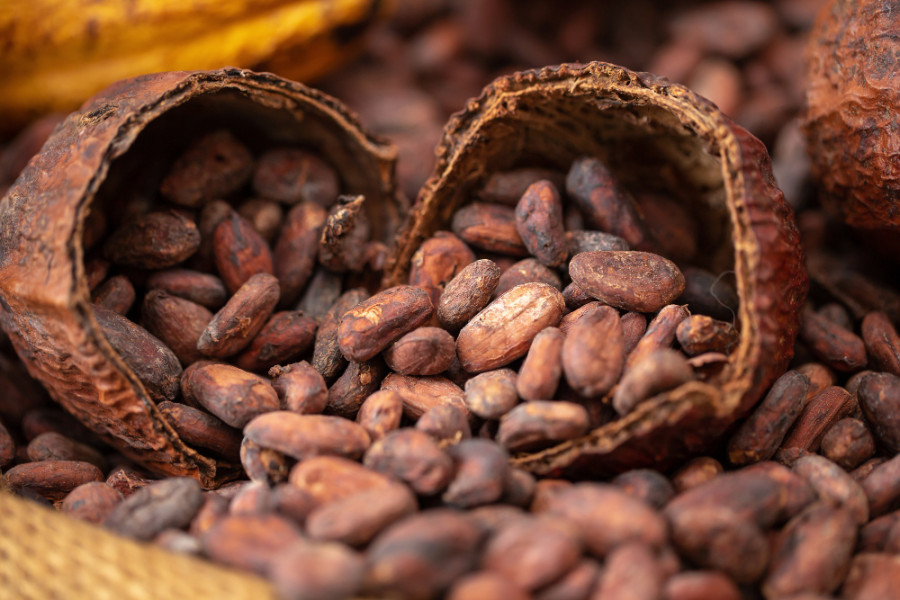 Cacao
