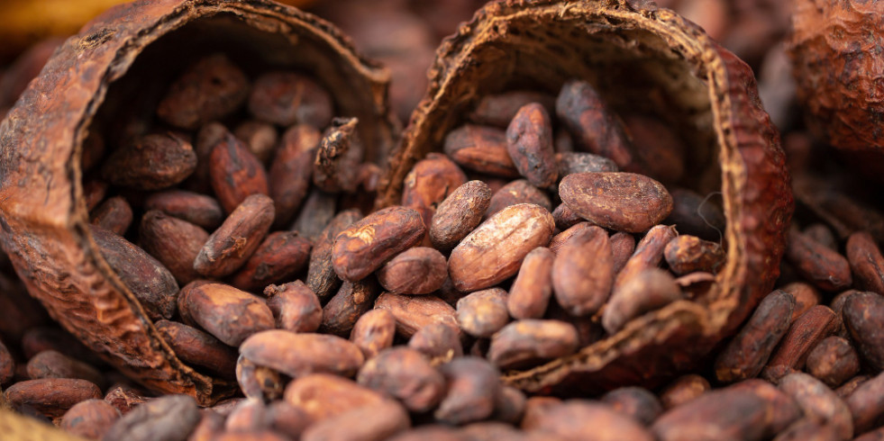 Investigadores españoles identifican los beneficios del cacao para la memoria y la salud cerebral