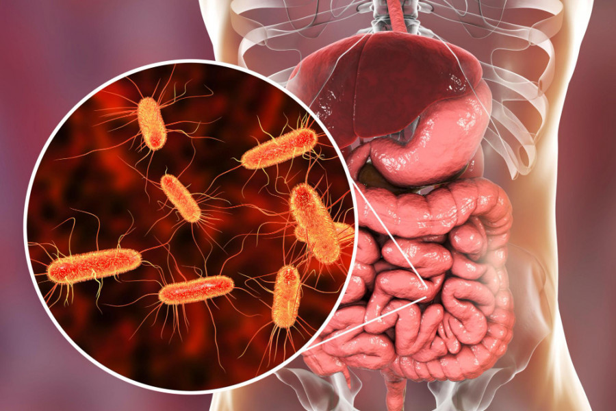 Bacterias intestinales enfermedades autoinmunes
