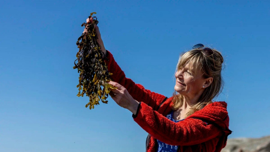 Las algas marinas, una alternativa alimentaria de alto contenido proteico y bajo impacto ambiental