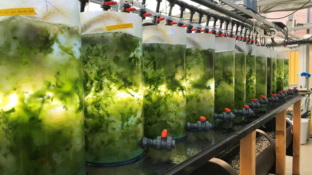 Las algas marinas, una alternativa alimentaria de alto contenido proteico y bajo impacto ambiental