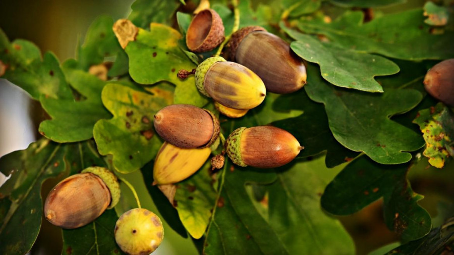Bellotas