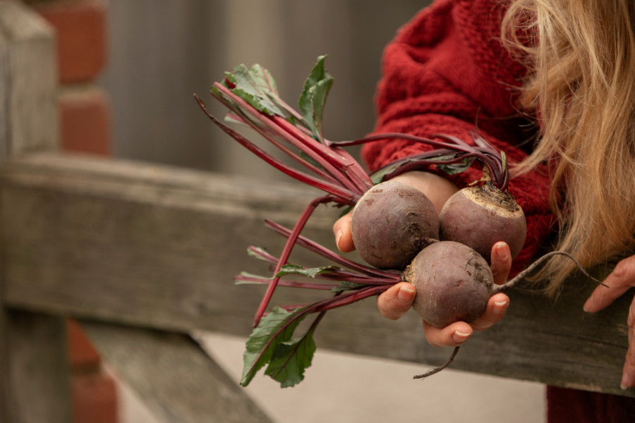 La pulpa de remolacha azucarera promete ser un suplemento nutricional y a la vez un sustituto del plástico
