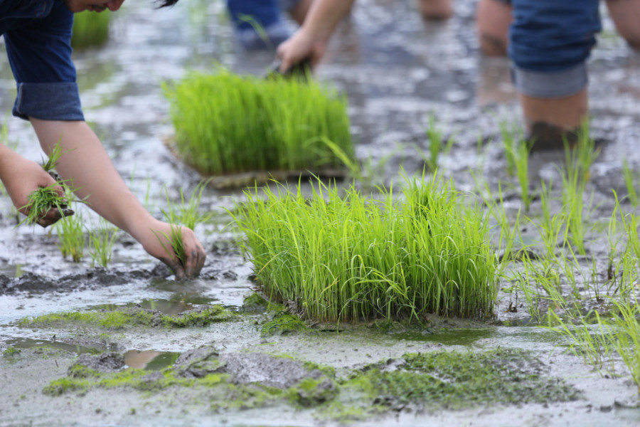 Arsénico arroz cambio climatico