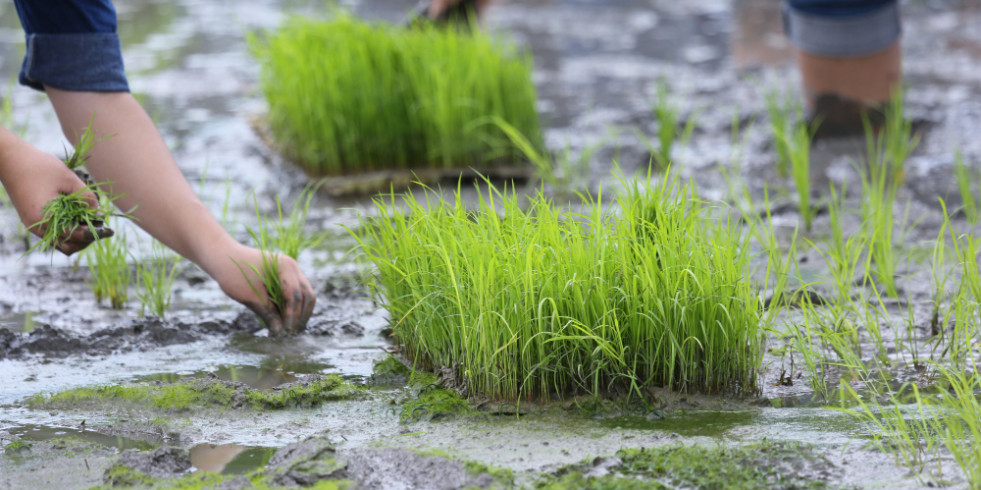 Advierten del riesgo para la salud del incremento del arsénico en el arroz debido al cambio climático