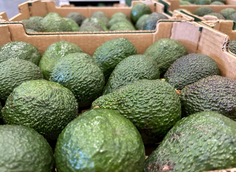El ‘Aguacate de Canarias’ obtiene el sello de calidad europeo de Indicación Geográfica Protegida