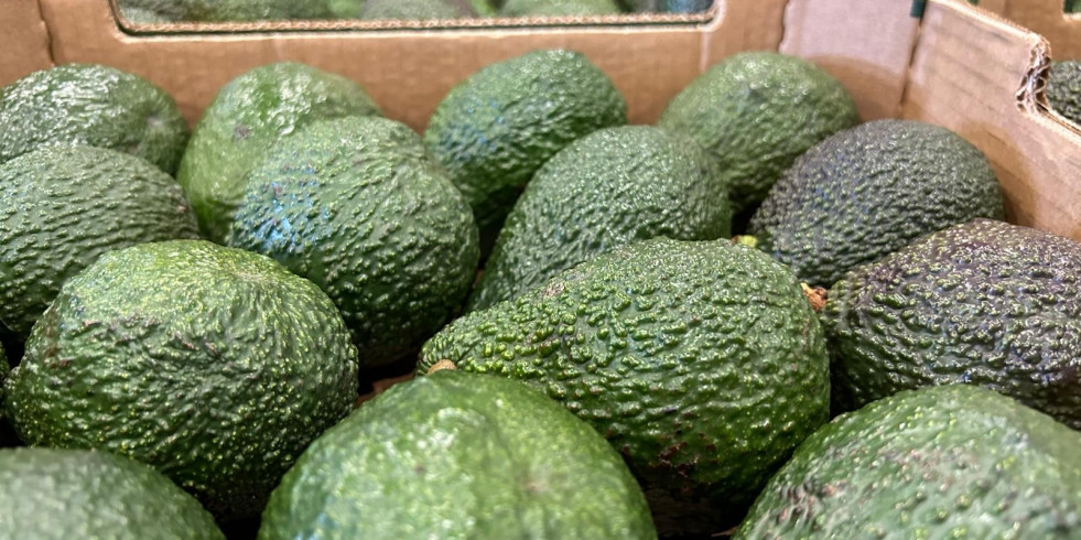 El ‘Aguacate de Canarias’ obtiene el sello de calidad europeo de Indicación Geográfica Protegida