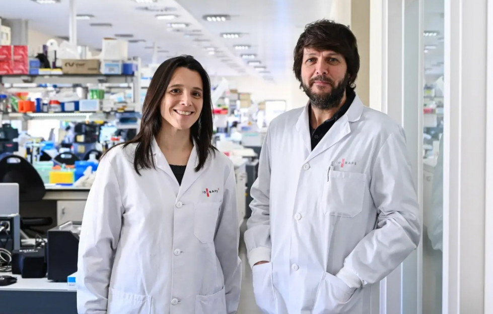 Españoles demuestran en ratones que el cerebro puede modular la composición de la microbiota intestinal