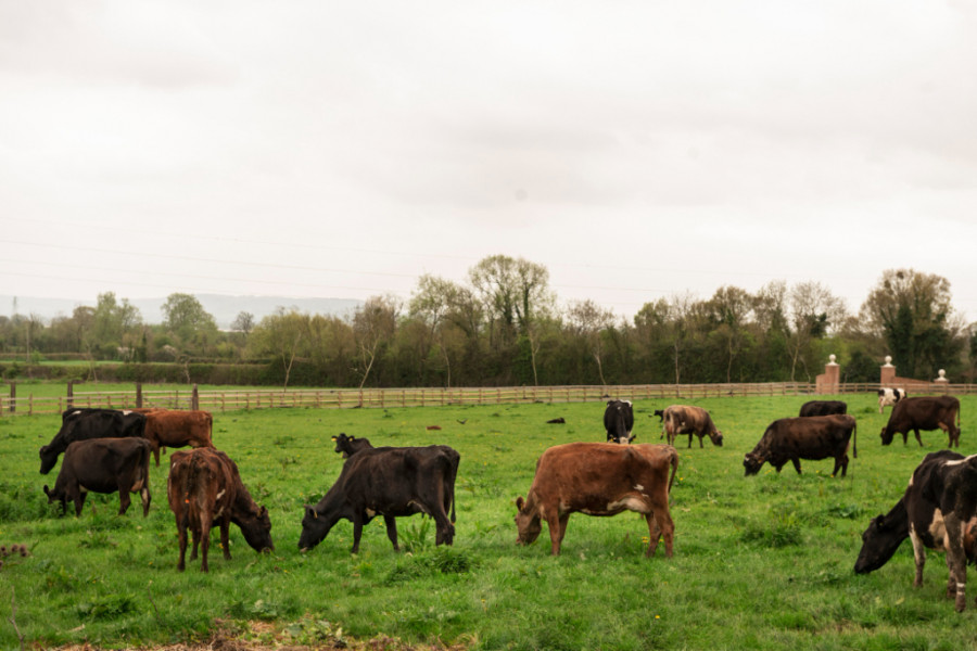 La calidad del queso: la importancia de vacas alimentadas con pasto