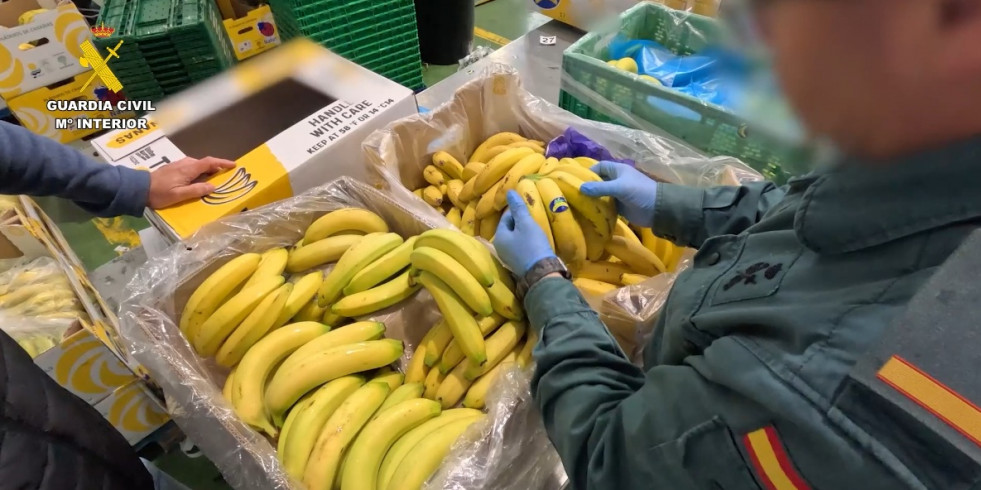 Investigan a una empresa por comercializar toneladas de bananas como plátanos de Canarias