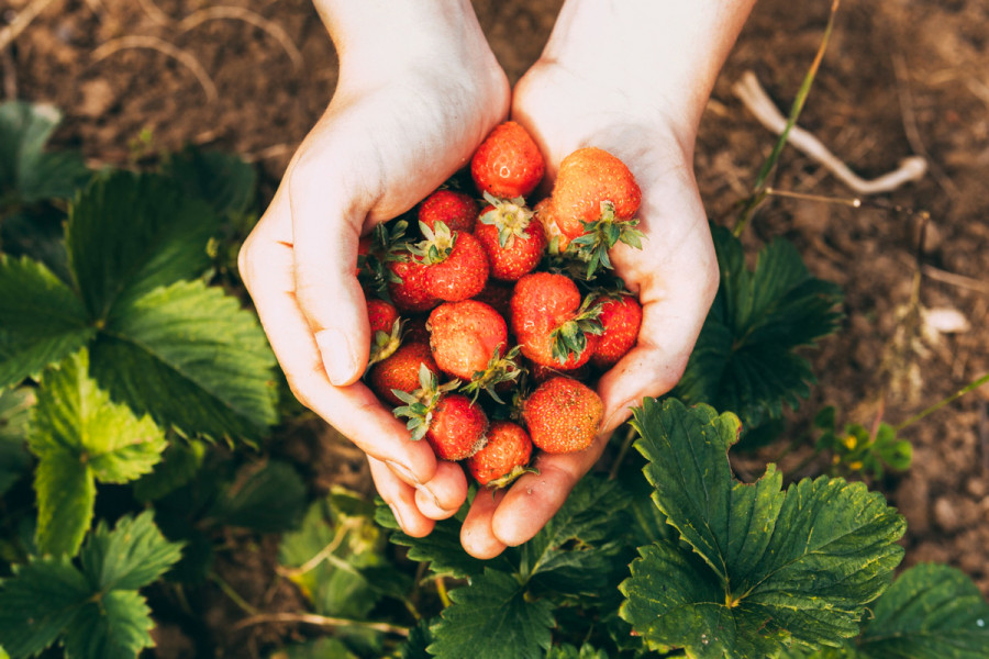 Fresas bioenvases