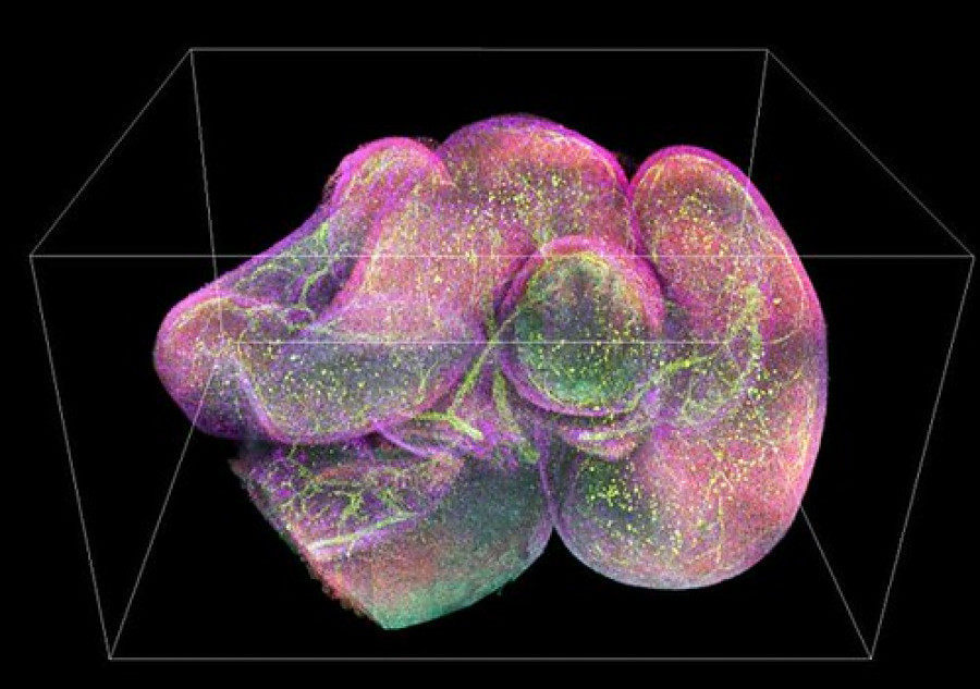 imagen 3D del intestino de uno de los ratones