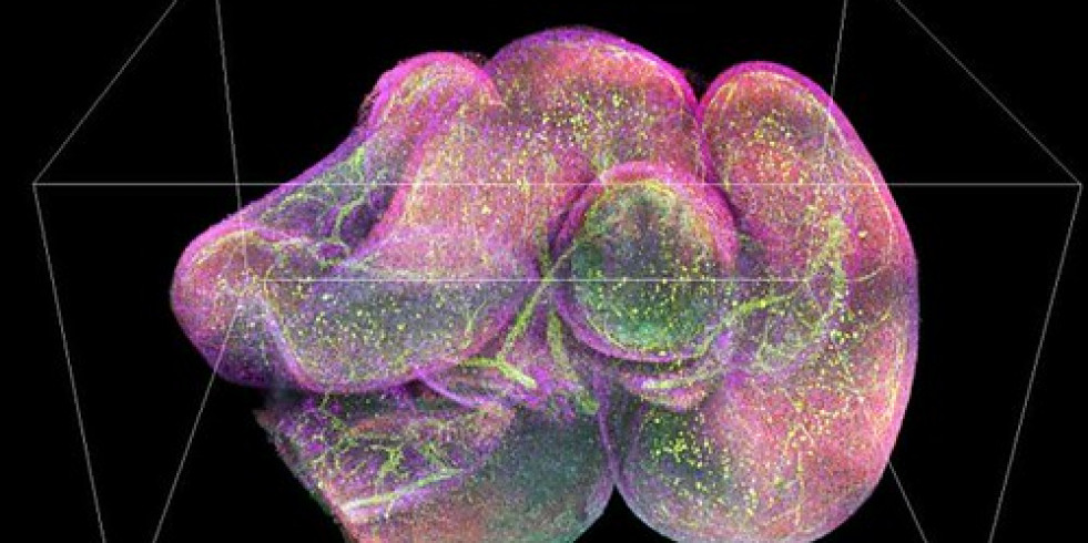La capacidad de recuperación de la microbiota intestinal frente a factores de estrés depende en gran medida de la dieta