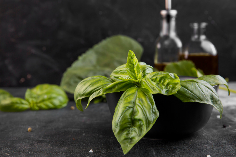 Albahaca
